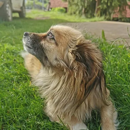 Planinski Mir Apartment