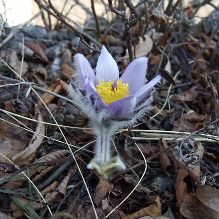 Planinski Mir Apartment *