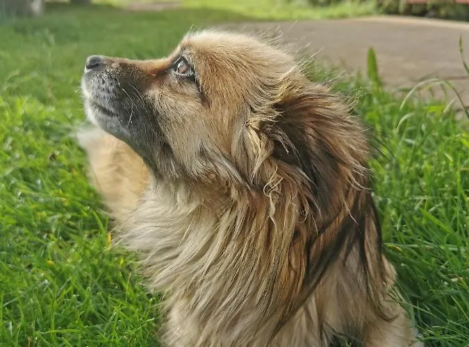 Planinski Mir Apartament