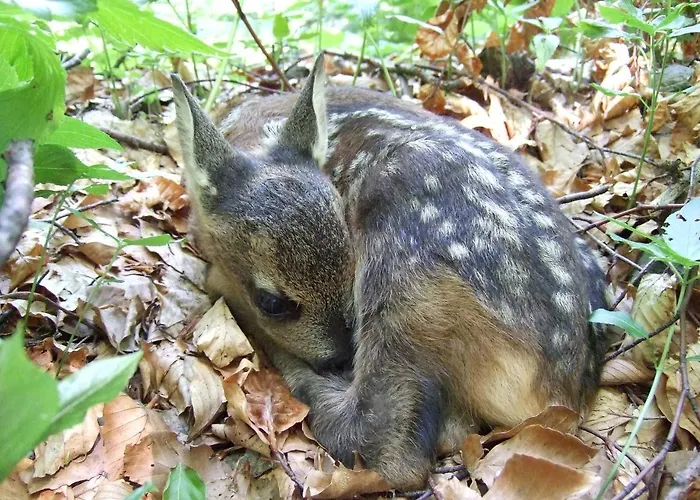 Apartament Planinski Mir