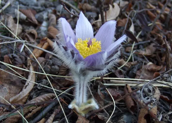 Planinski Mir Apartament *